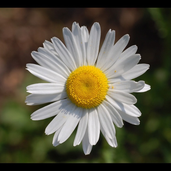 daisymay09_